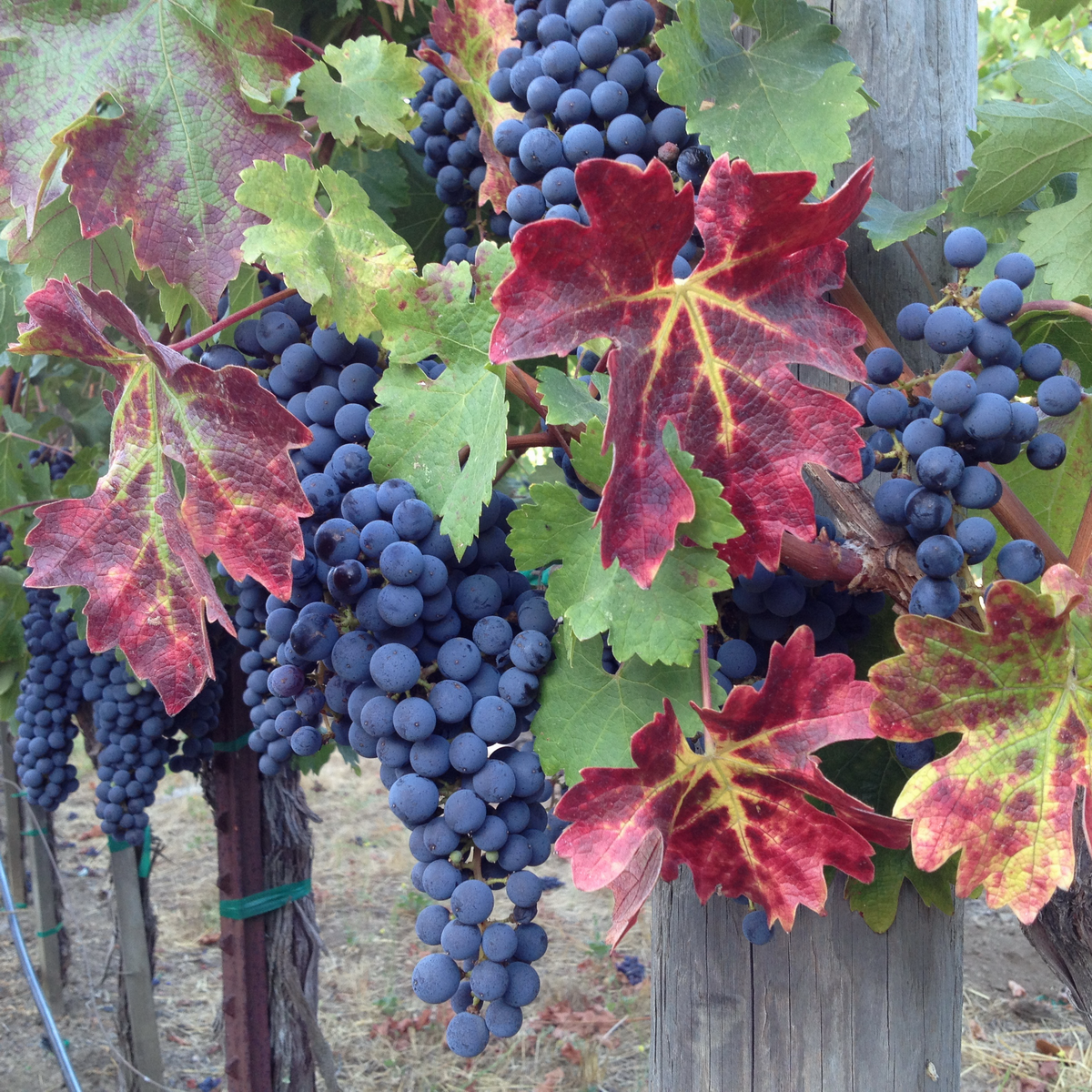 Cab grapes at harvest 3 sm