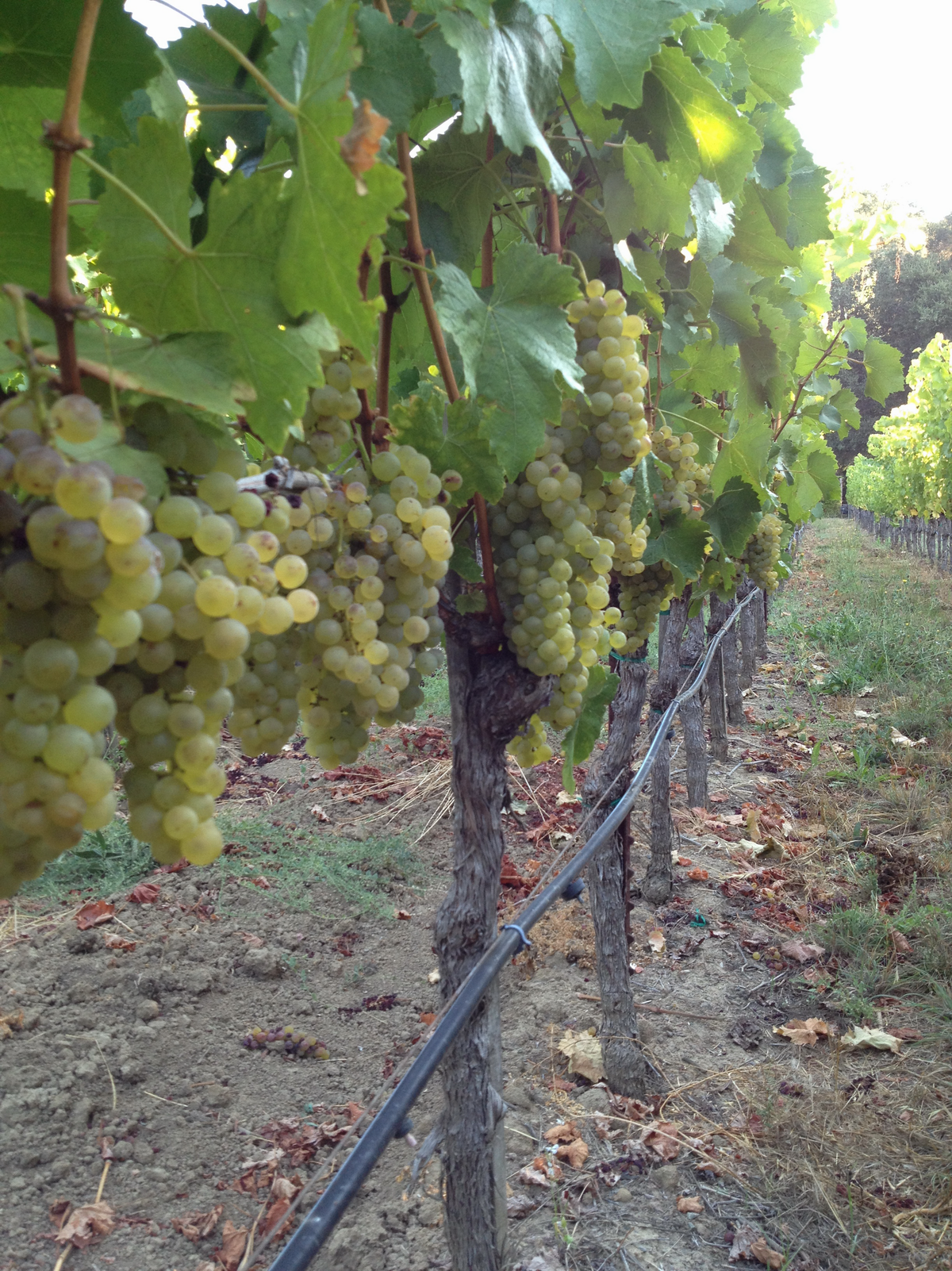Ribolla Gialla grapes at harvest 2 sm