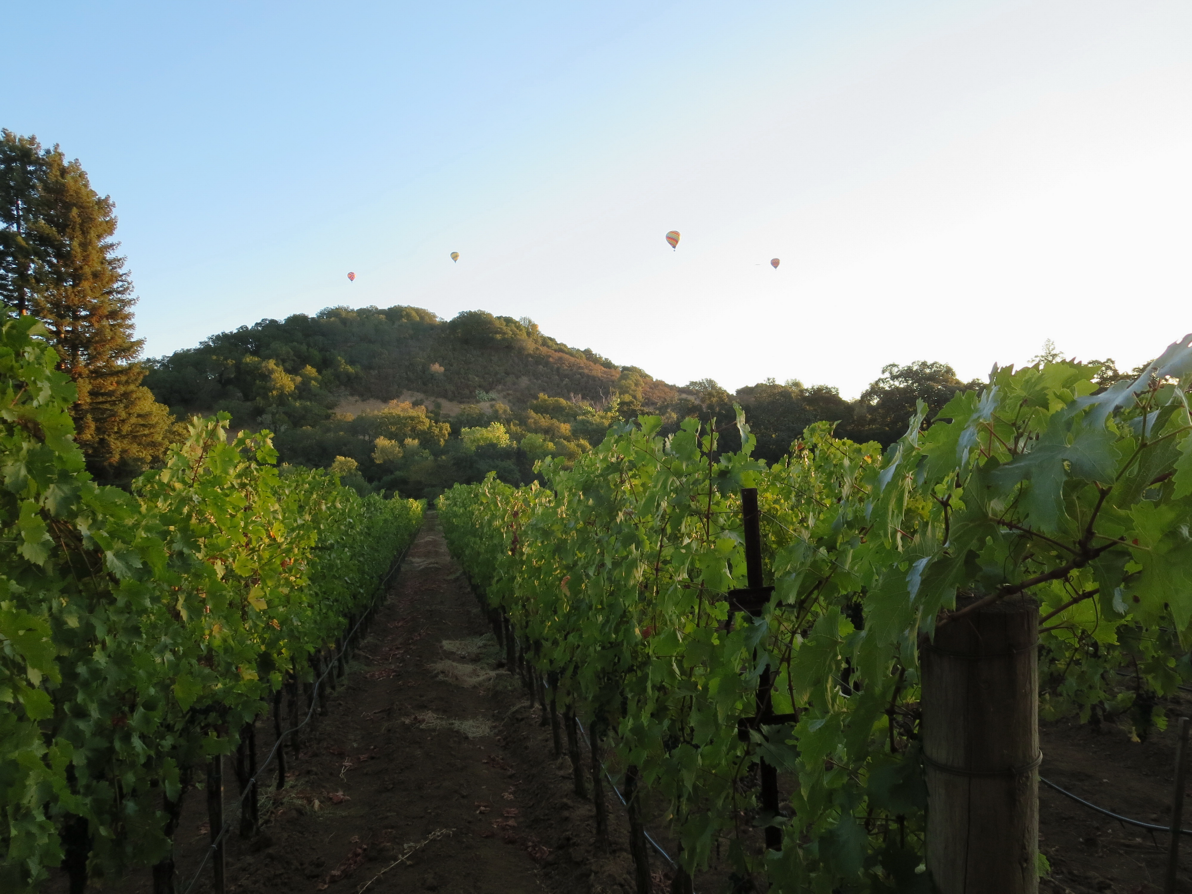Balloons over vineyard at harvest 3 sm
