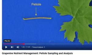 Petiole analysis